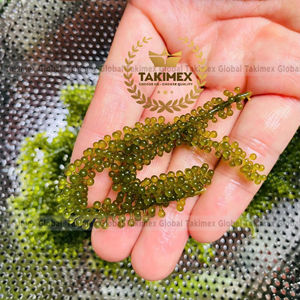 AVAILABLE Dried <b>Seaweed</b> Seagrape Caulerpa Lentillifera Vietnam Eco Friendly Organic Superfood Rich Minerals - Product Image 1