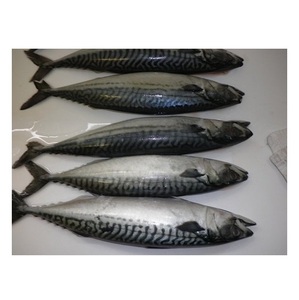 Pescado Congelado: Caballa del Pacífico - Suministro al por Mayor de Caballa del Pacífico - Product Image 2