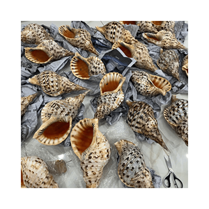 Trompette de mer, spécimen de collection, matériau : coquillage marin sélectionné à la main ; usage : vitrine de collection de coquillages ; origine : côtes du Vietnam - Product Image 2