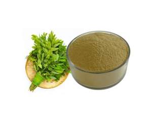 Polvo de Moringa Listo para Usar, Orgánico, Distintivo, con el Mejor Precio de Exportación de Vietnam - Product Image 2