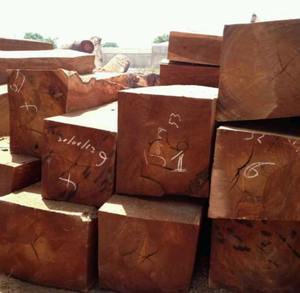 Bûches de bois Doussie Bûches de bois de haute qualité Bois de bois Doussie - Product Image 5