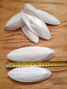 Exportation d'os de seiche séchés de qualité du Vietnam pour les besoins nutritionnels des oiseaux de compagnie - Product Image 2