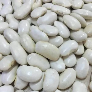 Grosir Gula Organik Alami Kacang Merah Putih/Kacang Merah Mesir Putih Besar