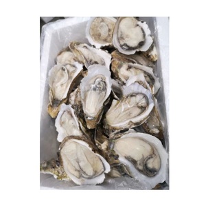 IQF Half Shell Bulk Oysters Frozen Half Shell Pacific Oyster - Product Image 3