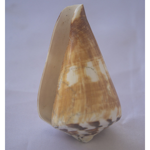 Conus vexillum Gmelin เปลือกหอยเครื่องประดับธรรมชาติเปลือกหอย conidae Conus เปลือกหอยขัดขนาด6-8ซม. - Product Image 3