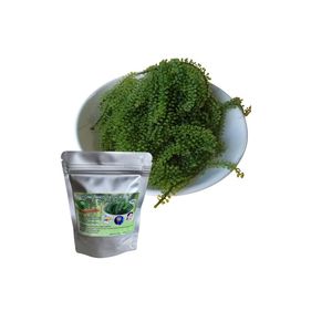 Entrega rápida Fresh Laver (Seagrape) Comida verde de alta calidad de Vietnam Soporte Zip Packing Uva Marina deshidratada - Product Image 1