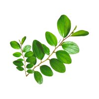 Poudre de feuilles de Sidr naturelle pour favoriser la croissance des cheveux et nettoyer la peau, masque facial à base de plantes, ingrédient végétal pour usage quotidien