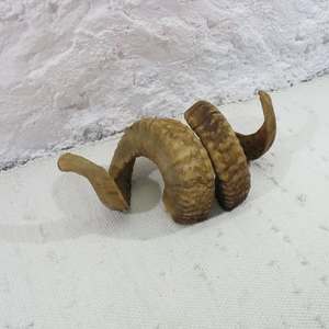 แตรแกะแกะแกะของ shofar วัสดุอินทรีย์ขัดของตกแต่งบ้านศาสนาเป็นมิตรกับสิ่งแวดล้อมอินเดียรักดื่มแตร - Product Image 2
