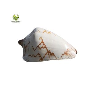 Concha de Cauri Natural Pulida Cypraea Caurica, Cymbiola Nobilis Glaseada, Concha Marina para Decoración del Hogar - Product Image 2