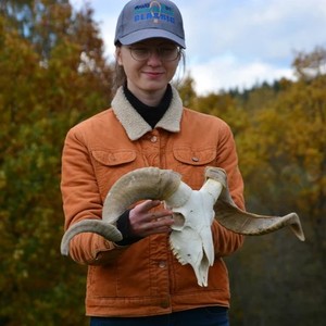 Shofar de Cuerno de Carnero Natural, Instrumento Tradicional Judío Hecho a Mano, Recuerdo Náutico, Decoración Ecológica para el Hogar - Product Image 4