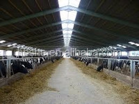Étable préfabriquée à structure en acier facile à installer pour élevage de vaches laitières
