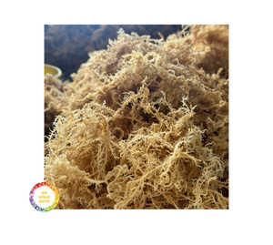 Premium <b>Dried</b> Seamoss Vietnam Wildcrafted Gold Irish Sea <b>Moss</b> Cottoni Seamoss Bulk Wholesale Supply - Product Image 5