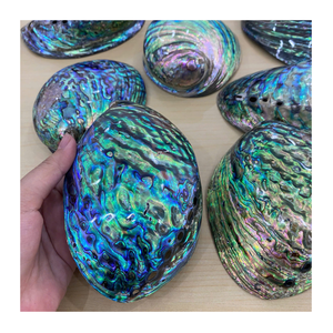 Concha de abulón de Vietnam, producto natural de alta calidad con brillo pulido y color vibrante, ideal para exportadores - Product Image 1