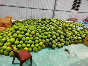 Pomelo verde cítrico aromático fresco, paquete de 6 frutas por caja, precio barato para venta al por mayor - Product Image 3