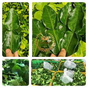 Hojas de Kaffir Lime Secas de Primera Calidad para Exportación, Hierba Saborizante Natural para Aplicaciones Alimentarias, Empaque OEM, Hecho en Vietnam - Product Image 2