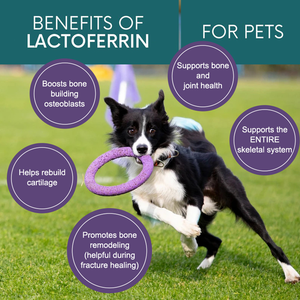 OEM ODM <span class=keywords><strong>lattoferrina</strong></span> gocce ridurre l'infiammazione per pet <span class=keywords><strong>lattoferrina</strong></span> controllo gatto starnuti prevenzione del raffreddore per cani - Product Image 5