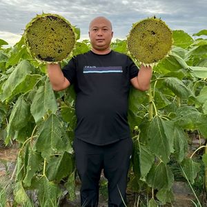 High-quality <strong>Chinese</strong> <strong>Sunflower</strong> <strong>Seeds</strong> Can Be Used For Planting, Offering Higher Yields At Discounted Prices. Large Size T6. - Product Image 6
