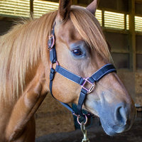 Bridon d'endurance pour cheval de dernière génération, issu de notre collection d'articles équestres exclusifs, en matière synthétique lavable.