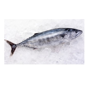 Atún Bonito Congelado - Product Image 6
