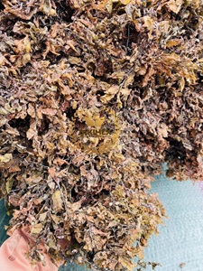 VENTES CHAUDES SARGASSUM ALGUE SÉCHÉE pour ALIMENTS POUR ANIMAUX pour le VIETNAM - Product Image 2