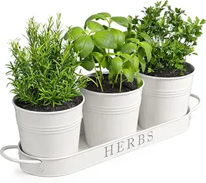 Luxury Designs Succulent Herb Pot Planter with Tray for Indoor and Outdoor Use French Cottage White Metal Herb Plant Holder