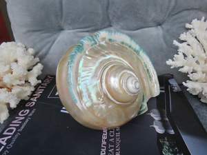 Grande coquille rare, coquille antique Turbo Marmoratus, finition brillante en provenance du Vietnam, idéale pour les centres de table, Turbo Marmoratus 99GD - Product Image 4