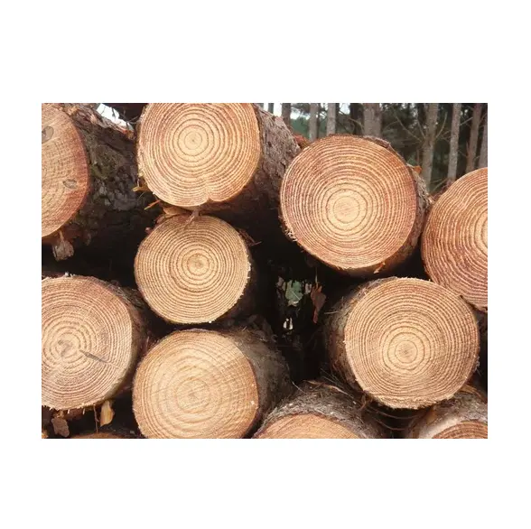 Cheap Pine Wood Logs Make Sawn Timber Original From Germany