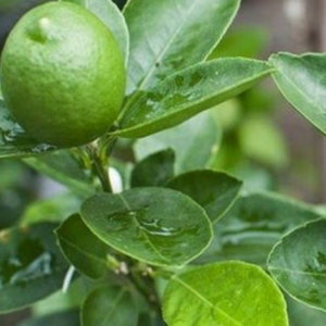 100% HOJAS DE LIMA CONGELADAS NATURALES DE VIETNAM HIERBAS AROMÁTICAS PREMIUM EXPORTACIÓN A GRANEL LIMPIADA Y EMPAQUETADA LISTA PARA USAR - Product Image 2