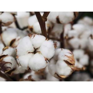 <span class=keywords><strong>Tessuto</strong></span> di cotone in fibra di cotone Gossypium herbaceum grezzo senza semi per filatura e materiale di riempimento a prezzi accessibili - Product Image 2