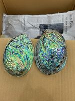 Coquille d'ormeau naturelle sélectionnée à la main du Vietnam, idéale pour l'art créatif, les bijoux en résine et les objets décoratifs.