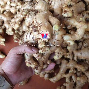 Jengibre fresco seco a granel de buena calidad, precio de mercado por tonelada, jengibre al por mayor, compradores para comprar jengibre seco, Exportación de Vietnam - Product Image 2