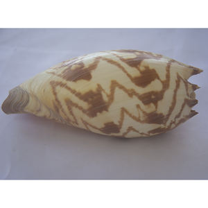 เครื่องประดับเปลือกหอยขนาดใหญ่25-30ซม. เสื้อผ้าบาติก - Product Image 6