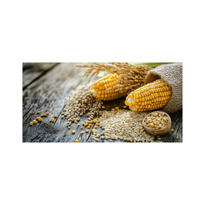 Amidon de maïs natif de haute qualité sous forme de poudre utilisé pour diverses industries et amidons modifiés Fournisseur fiable en vrac - Product Image 2