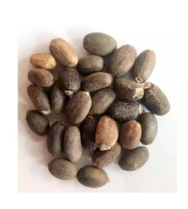 Graine de Jatropha de haute qualité à vendre/Jatropha brut/Jatropha raffiné en vrac - Product Image 4