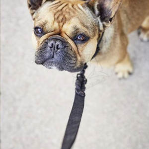 Colliers pour chiens en stock, prix raisonnable, fabriqués au Pakistan, vente en ligne. - Product Image 4