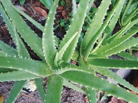Purée d'Aloe Vera Séché du Delta du Vietnam, Saveur Légère, 16 Brix en Sirop, Boîte de 10kg en Vrac pour la Guérison