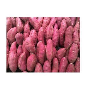 Suministro al por Mayor de Camote Dulce de Alta Calidad - Product Image 6