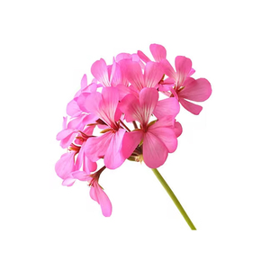 OEM personnalisé 10ml par bouteille huiles essentielles de géranium entièrement naturelles pour le massage du visage et du corps, aromathérapie - Product Image 2