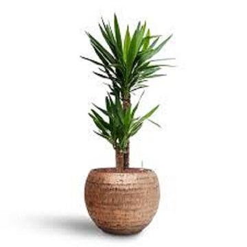 ตามที่แสดง