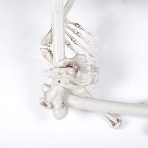 Guirnalda de Esqueletos para Halloween, Decoración para Fiestas Espeluznantes, Novedad 2022 - Product Image 1