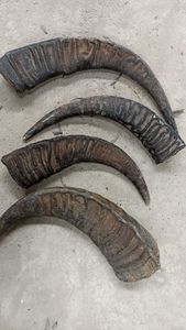 ของเล่นเคี้ยวสำหรับสุนัขทำจากเขาควายธรรมชาติ 100% เป็นมิตรกับสิ่งแวดล้อม ปลอดภัย ใช้งานได้ยาวนาน เหมาะสำหรับใช้ในชีวิตประจำวัน - Product Image 4