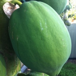 High Quality Fresh Frozen Whole Papaya Fast <b>Delivery</b> - Product Image 1