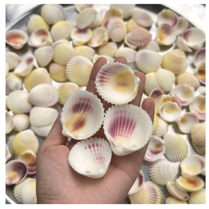 Copeaux de coquillages multicolores 2-3cm pour sous-verres faits à la main, décoration de bocaux à bougies et aimants - Product Image 6
