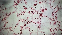 Archaea Méthanogènes Anaérobes Strictes METHANO PRO Methanosarcina Acetivorans > 8 10_8 CFU/mL Santa Catarina