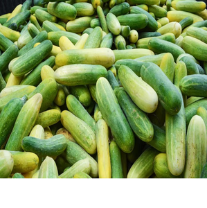 Pepino Verde Fresco Natural Orgánico de Primera Calidad, Grado A, 100% Puro, 4 kg para Productos Alimenticios - Product Image 1