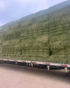 Foin de luzerne | Foin de luzerne à haute teneur en protéines pour l'alimentation animale - Product Image 6