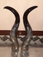 Par de Cuernos de Buey Grandes Clásicos Hechos a Mano y Altamente Pulidos para Decoración del Hogar, Cuerno de Vaca Orgánico Ecológico con Forma Natural, Souvenir