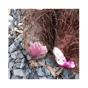 Rodajas de Ñame Congeladas de Vietnam, Piezas de Tubérculo Amarillo Premium para Asar, Guarniciones de Cocción Rápida y Comidas Sabrosas - Product Image 5