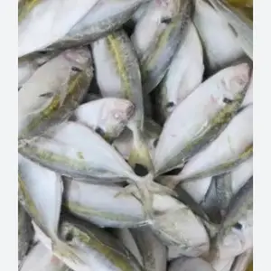 FROZEN RED SNAPPER FROM VIETNAM WITH HIGH QUALITY