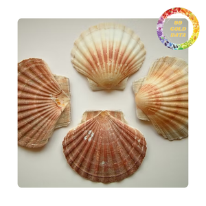 Conchas de vieira naturales | Origen de Vietnam | Varios tamaños y colores - Product Image 6